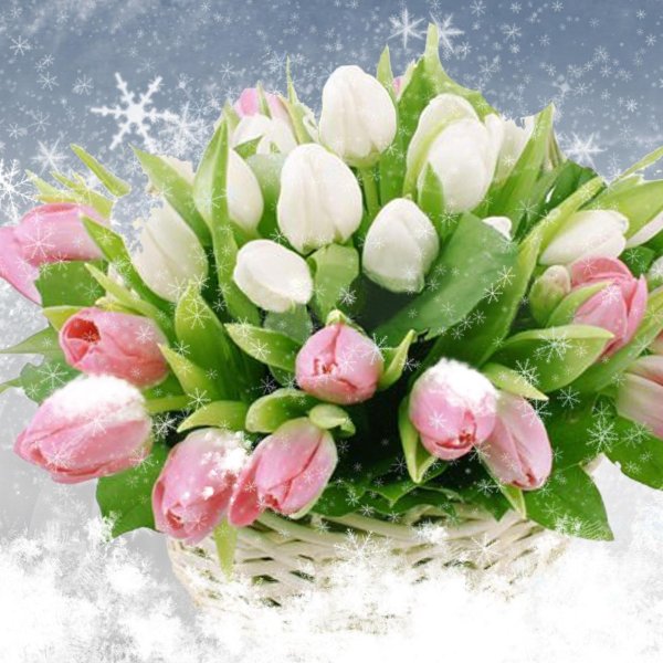тюльпаны в корзине