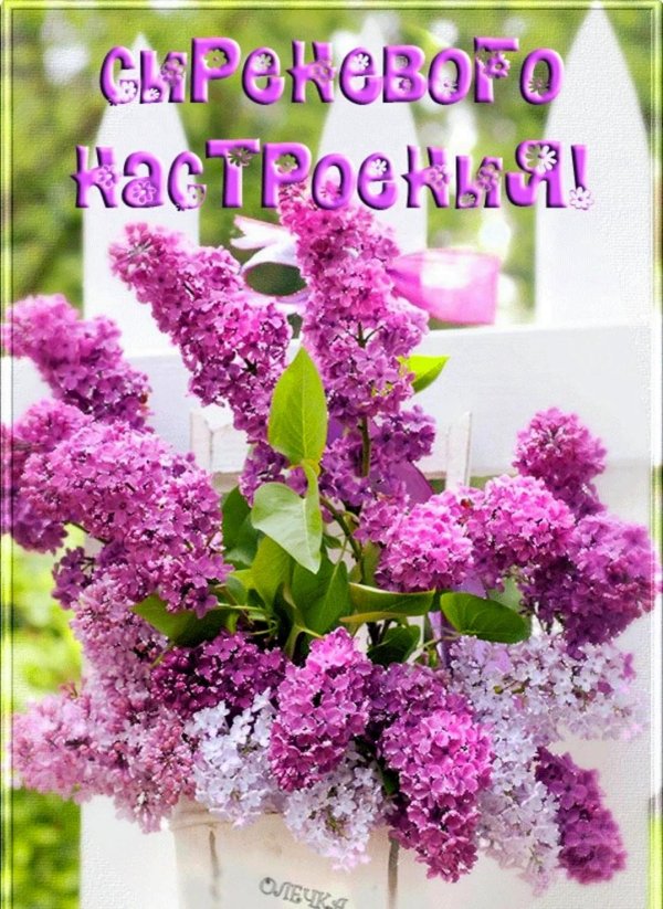 сирень красивая