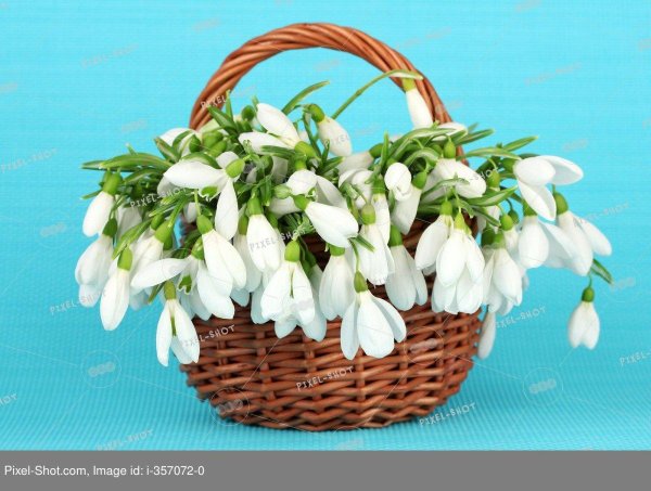 день подснежника