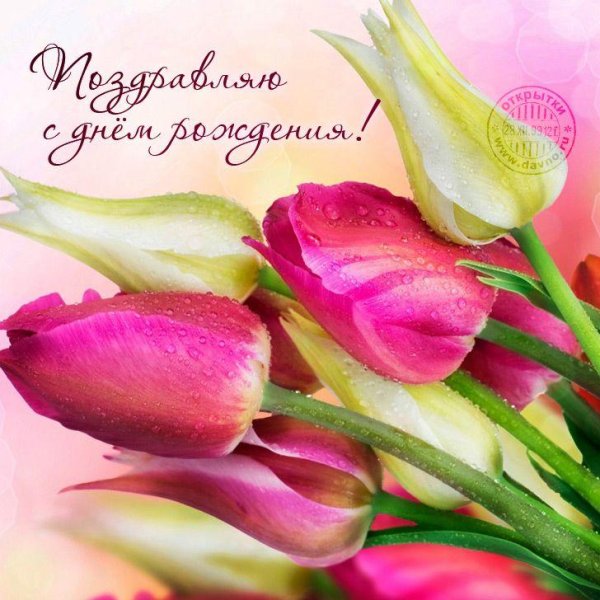 тюльпан цветок