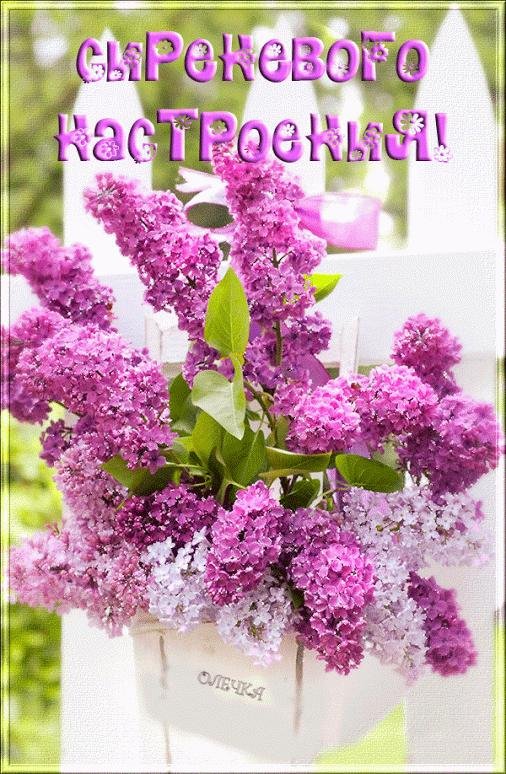 сирень красивая