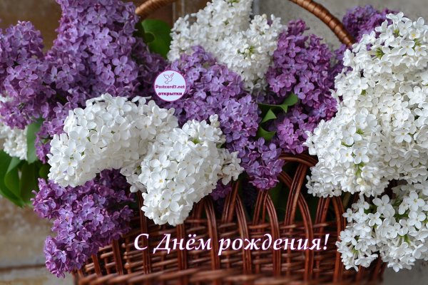 сирень anne shiach