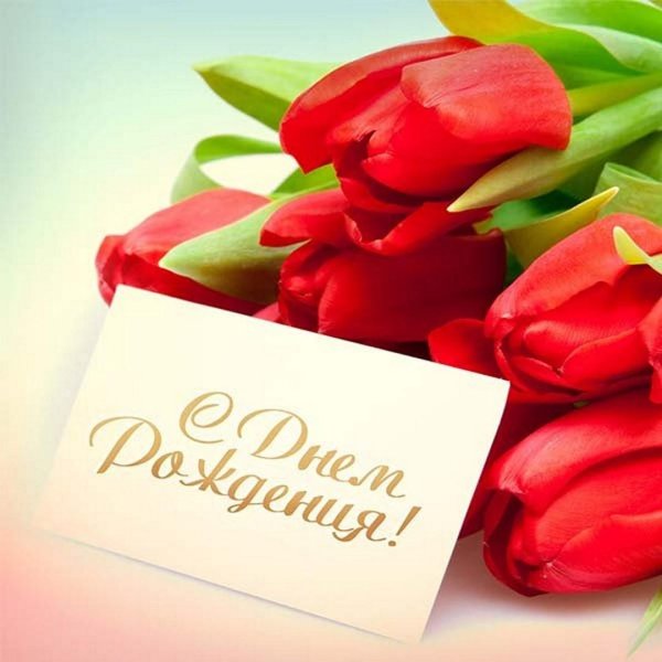 красные тюльпаны