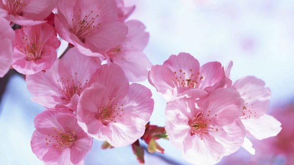 цветет сакура