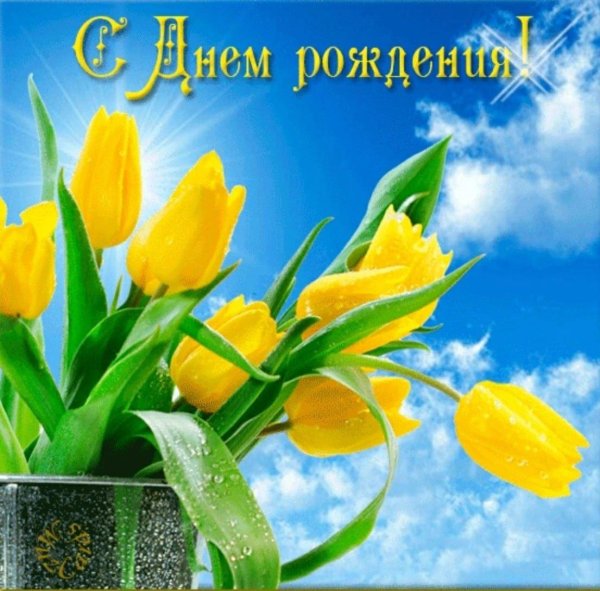 жëлтые тюльпаны