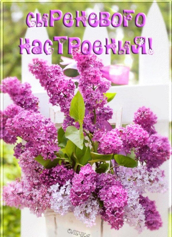 сирень красивая