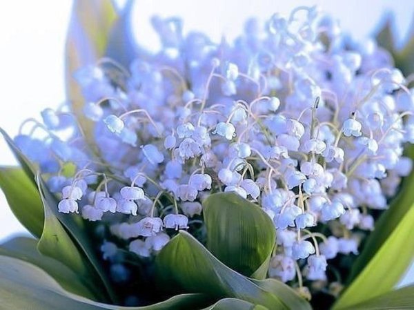 ландыши синие