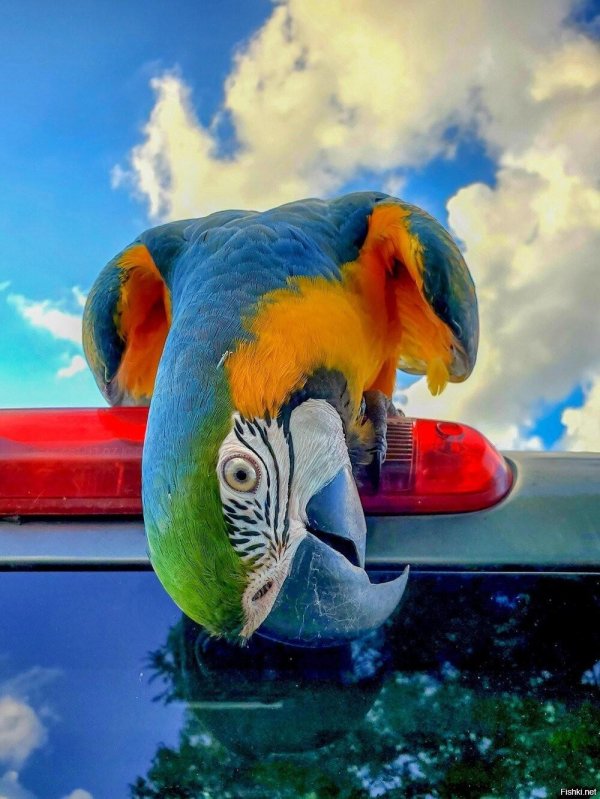 попугаи ара