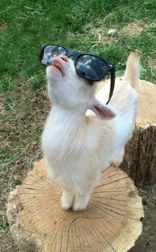 животное смешное