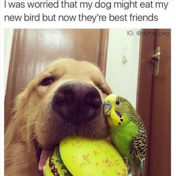 смешные фотографии животных