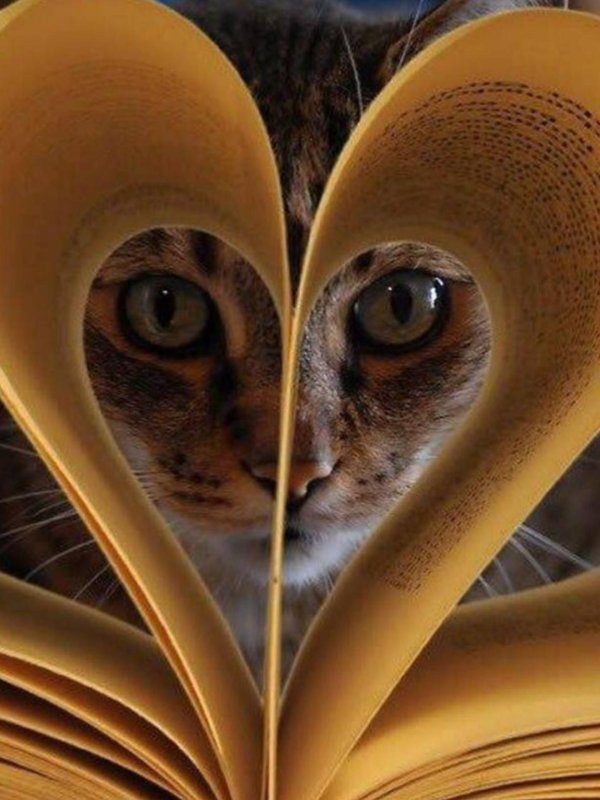 красивая книга