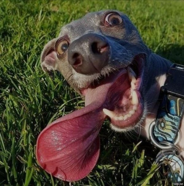 левретка заппа