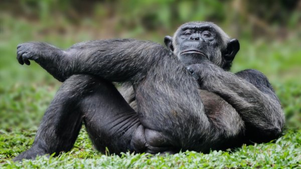 шимпанзе бонобо