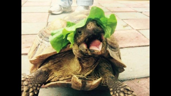 красноухая черепаха