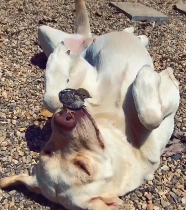 смешные фотографии животных