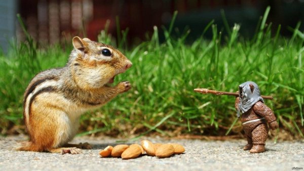 теодор бурундук