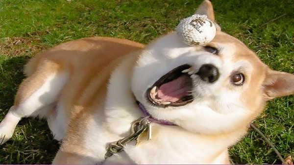 животные смеются