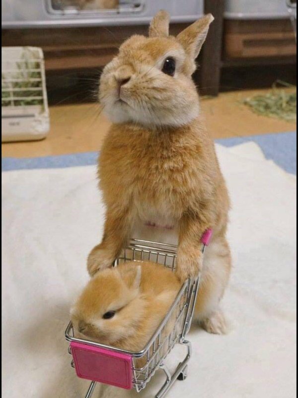 прикольный кролик
