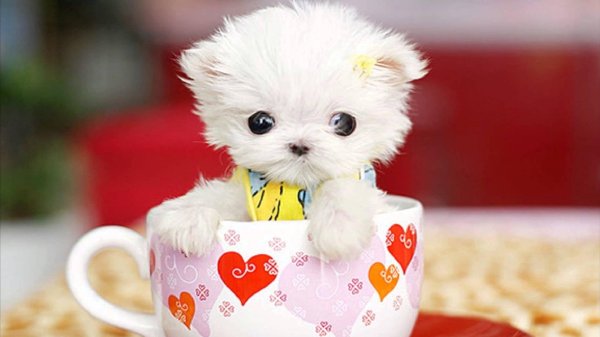 крошечные собаки teacup
