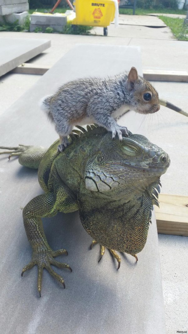 животное смешное