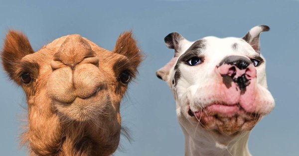 верблюд голова