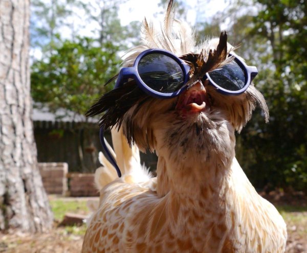 петух смешной