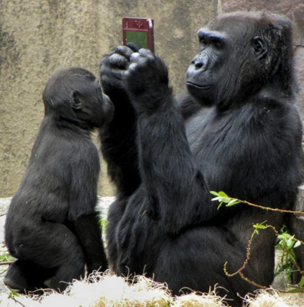 обезьяна горилла