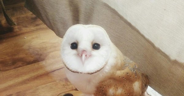 обыкновенная сипуха