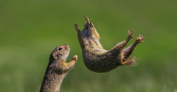 степной суслик