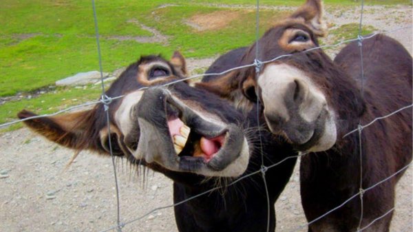 donkey smiling with that