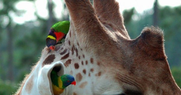 яркие попугаи