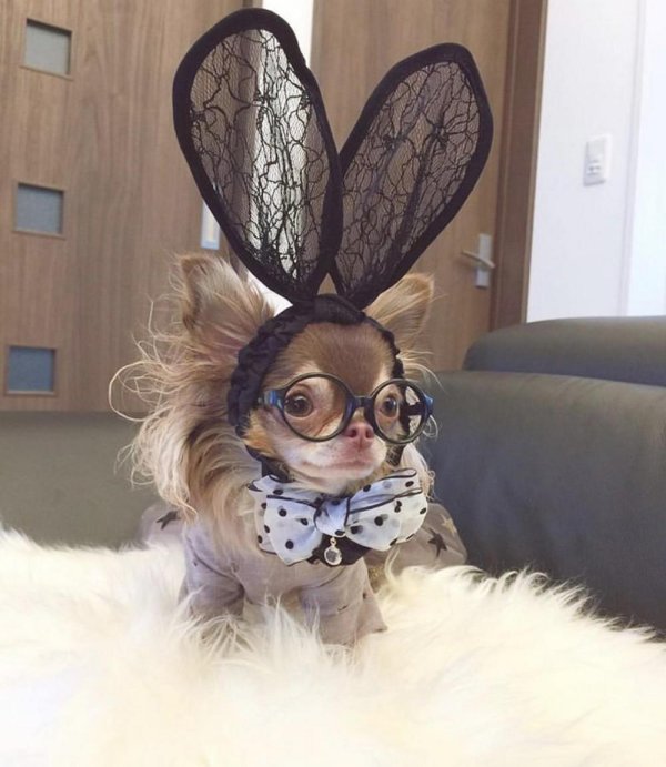 милое животное