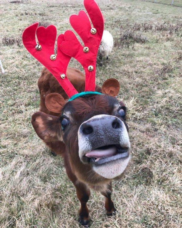 олени новогодние