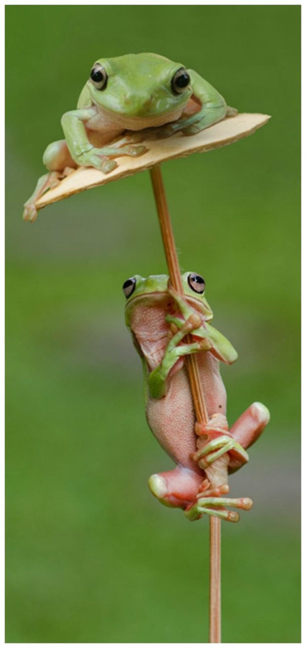 лягушка квакша эстетика