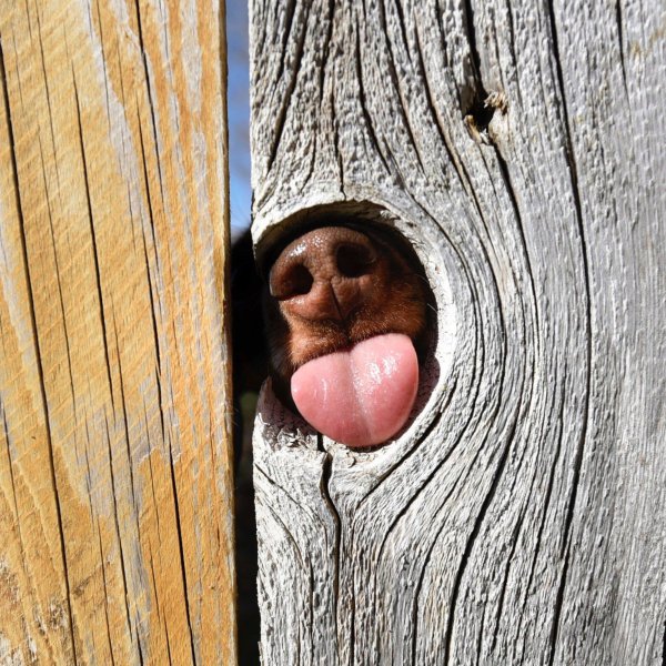 собачий нос