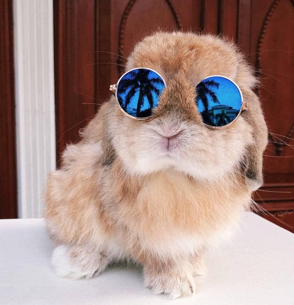 крутой кролик