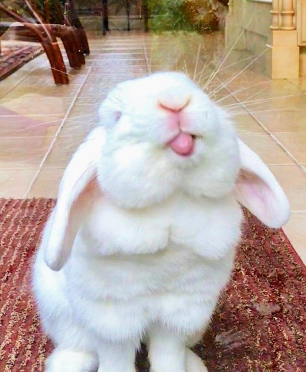 веселый кролик