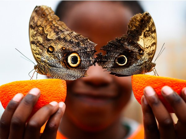 бабочка калиго