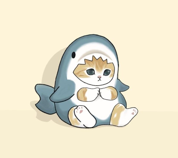 котик акула