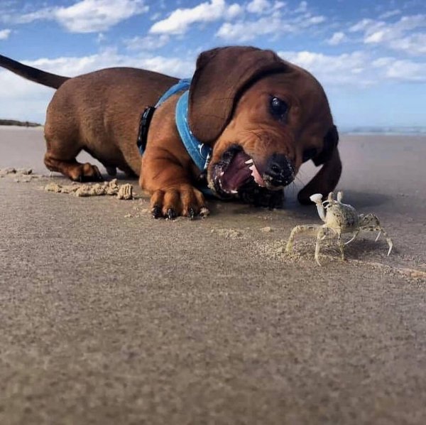 такса смешная