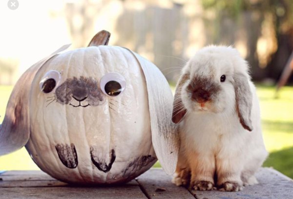 милый кролик