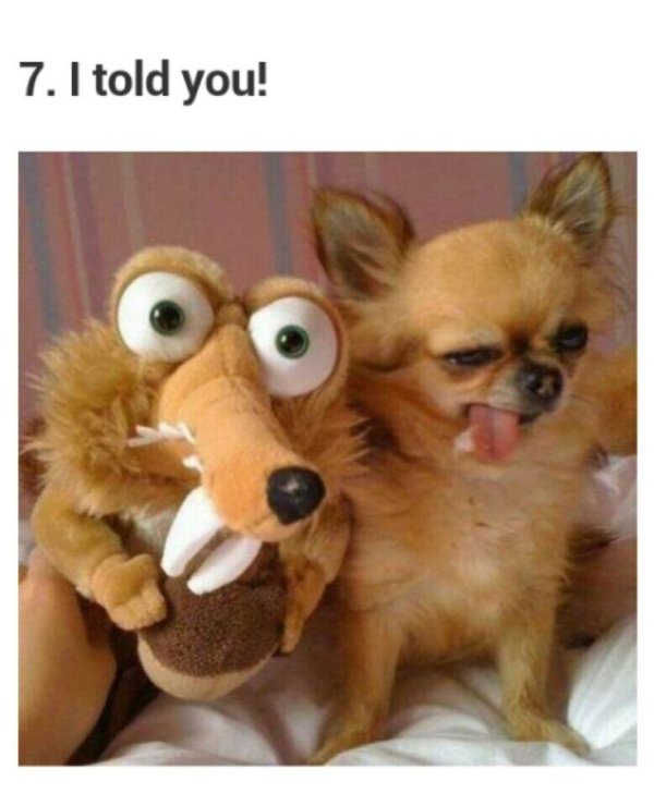 чихуахуа мини злая