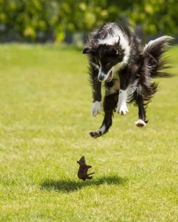 бордер колли