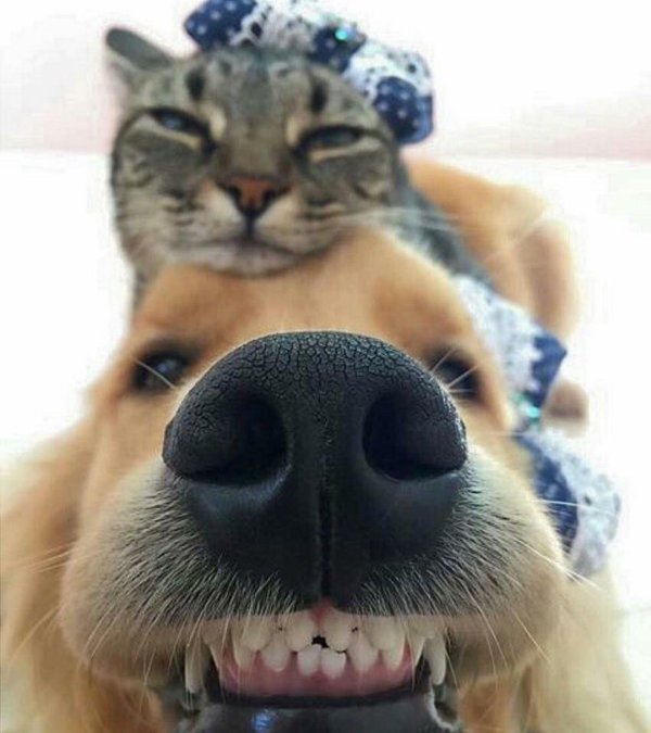 собачий нос