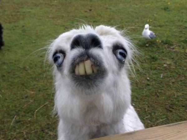 альпаки и ламы