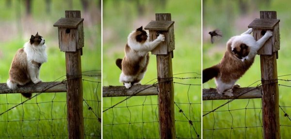 кот и птичка