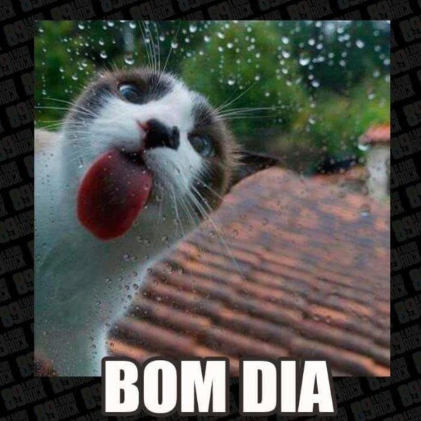 облизывает экран