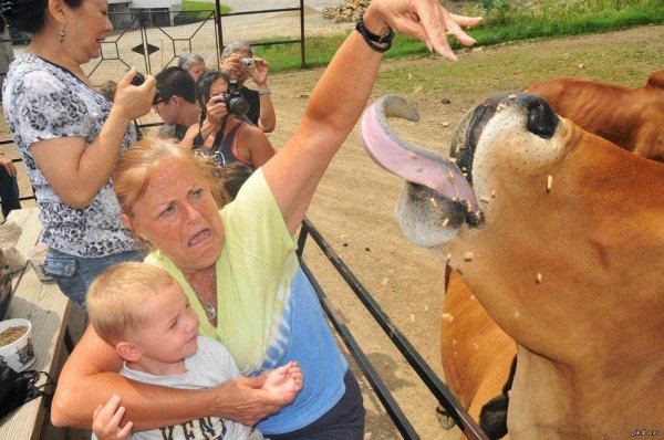 бантенг бык