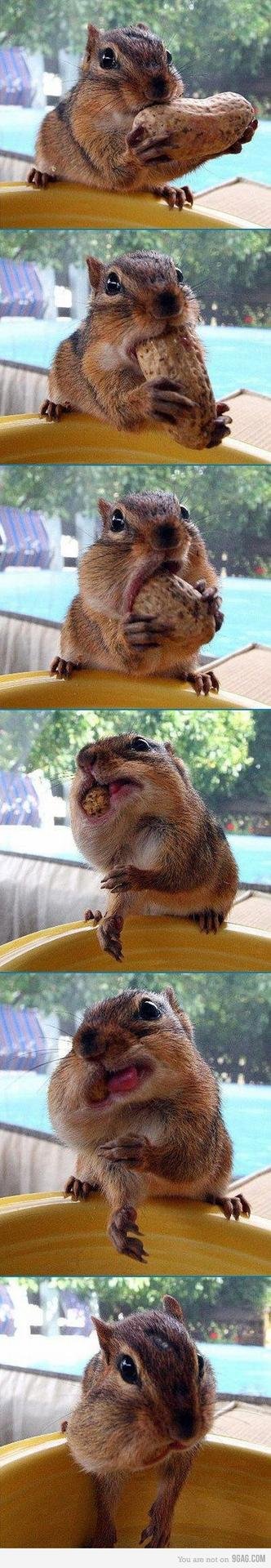 бурундук смешной