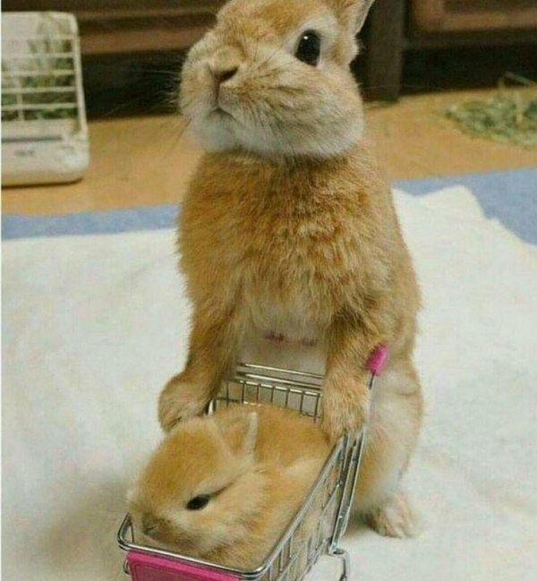 веселый кролик